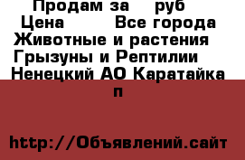 Продам за 50 руб. › Цена ­ 50 - Все города Животные и растения » Грызуны и Рептилии   . Ненецкий АО,Каратайка п.